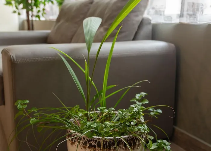 City 2* Велико-Тырново